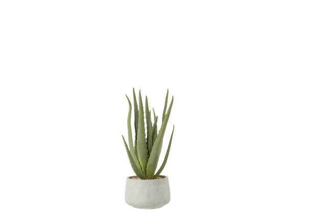 Aloe con vaso piccolo