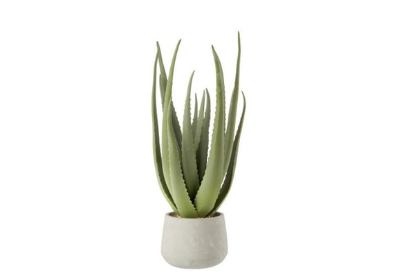 Aloe con vaso grande