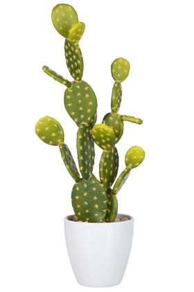 Cactus Fico con vasetto