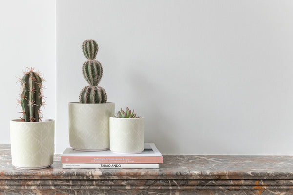 Cactus con vasetto in terracotta