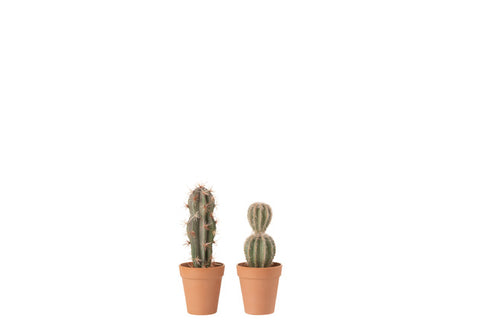 Cactus con vasetto in terracotta