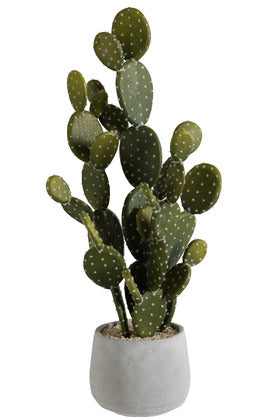 Cactus con vaso
